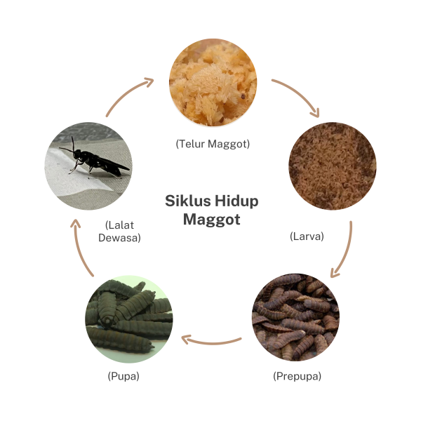 Desain tanpa judul (50)